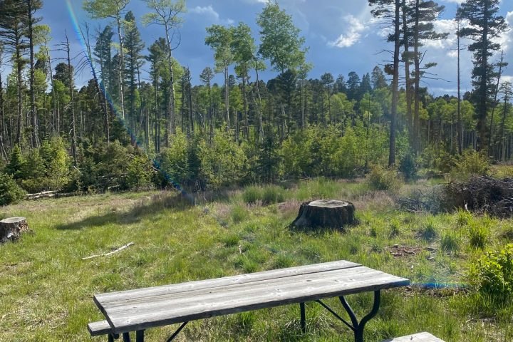 an empty park bench sitting in the grass