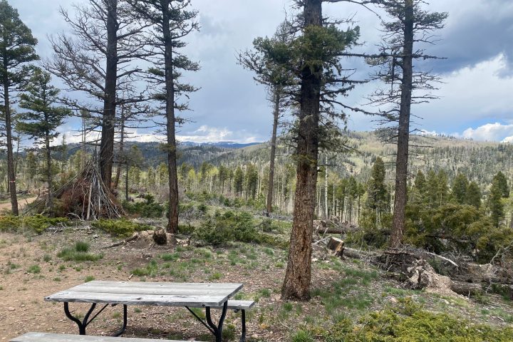 an empty park bench next to a tree