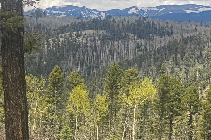 a tree with a mountain in the background