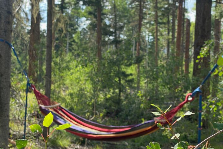 a man flying a kite in a forest