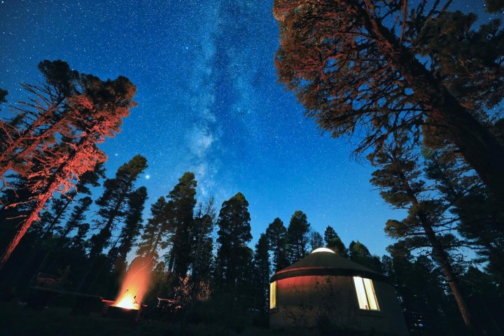 a bright light in front of a forest