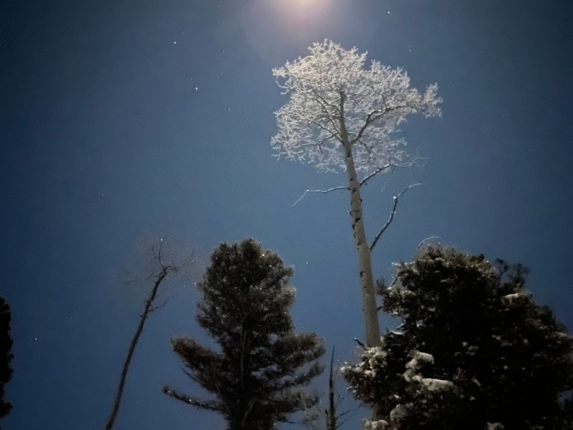 a close up of a tree